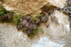 Hymenophyllum villosum. Plants growing in crevice of exposed rocks.  
 Image: L.R. Perrie © Leon Perrie 2015 CC BY-NC 3.0 NZ